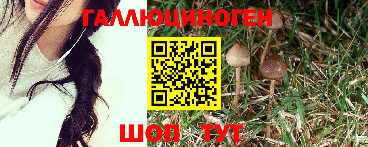 Галлюциногенные грибы Psilocybe  Вход с VPN  Галлюциногенные грибы мухоморы  Сосновоборск 